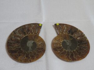 Fossils
