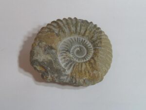Small White Ammonite